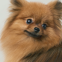 犬の写真