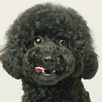 犬の写真