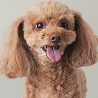 犬の写真