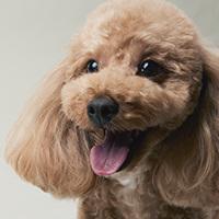犬の写真