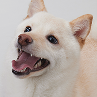犬の写真