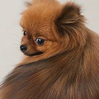 犬の写真