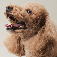 犬の写真