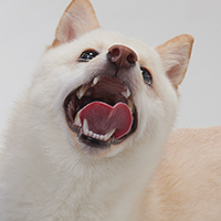 犬の写真