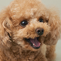 犬の写真